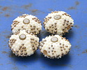 Grace Lampwork Ivory Sea Urchin Lentil 15mm