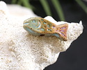 Gaea Ceramic Aqua, Fern, Pink Pastel Rainbow 2 Fish Bead 10-11x27-28mm