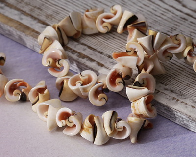 Luhuanus Sliced Spiral Shell 12-14x11-15mm