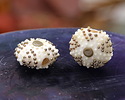 Grace Lampwork Ivory Sea Urchin Lentil 15mm