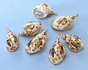 Babylonia Turbo Shell Openwork Pendant w/ Gold Finish 14-17x23-29mm
