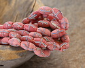 Indonesian Pink French Cross Rice 12-13x7mm