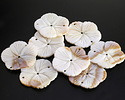 White Shell Carved Hibiscus 3-Hole Focal 38mm