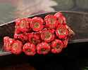 Czech Glass Pepper Red w/ Dark Bronze Hibiscus Coin 7mm