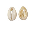 Money Cowrie Shell Slice 12-16x18-20mm