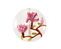 Grace Lampwork Blushing Magnolia Lentil Focal Bead 25mm