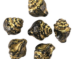 Czech Glass Jet w/ Gold Wash Murex Shell 15x12mm