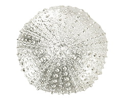 Mykonos Silver (plated) Sea Urchin Focal 36mm