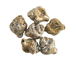 Czech Glass Textured Pacific Blue w/ Rembrandt Finish Murex Shell 15x12mm