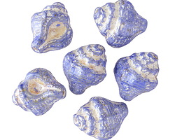 Czech Glass Cobalt Picasso w/ Pearl Wash Murex Shell 15x12mm