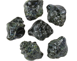 Czech Glass Jet Picasso Murex Shell 15x12mm