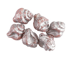 Czech Glass Pink Opal w/ Silver Wash Murex Shell 15x12mm