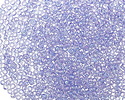 TOHO Transparent Rainbow Light Sapphire Round 11/0 Seed Bead