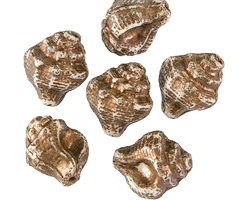 Czech Glass Bronzed White Murex Shell 15x12mm