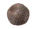 Mykonos Antique Copper (plated) Sea Urchin Focal 36mm