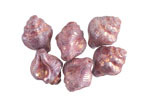 Czech Glass Bronzed Wisteria Murex Shell 15x12mm