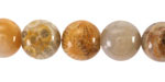 Indonesian Fossil Coral Round 12mm